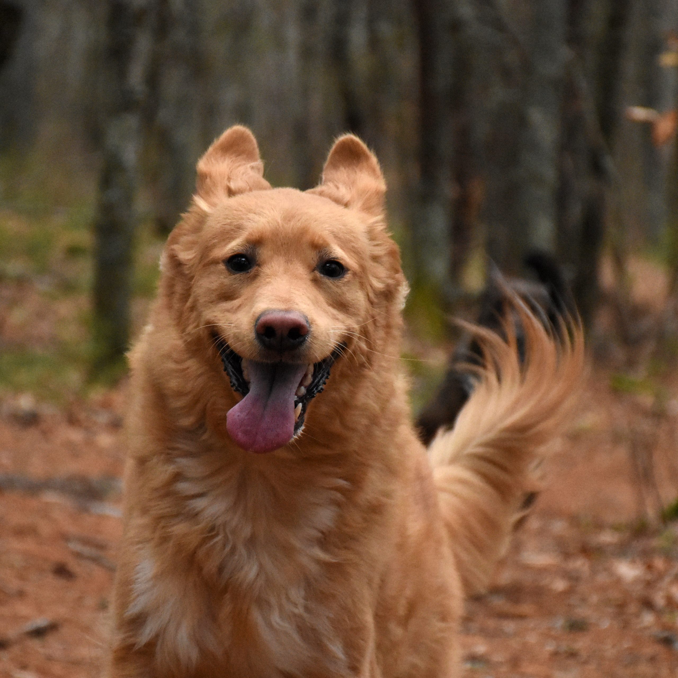 Pepa Carratalá, Valencia
